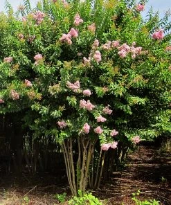 Plant Me Green Crape Myrtle - Muskogee