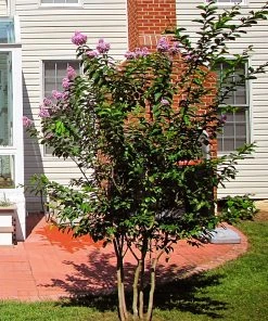 Plant Me Green Crape Myrtle - Muskogee