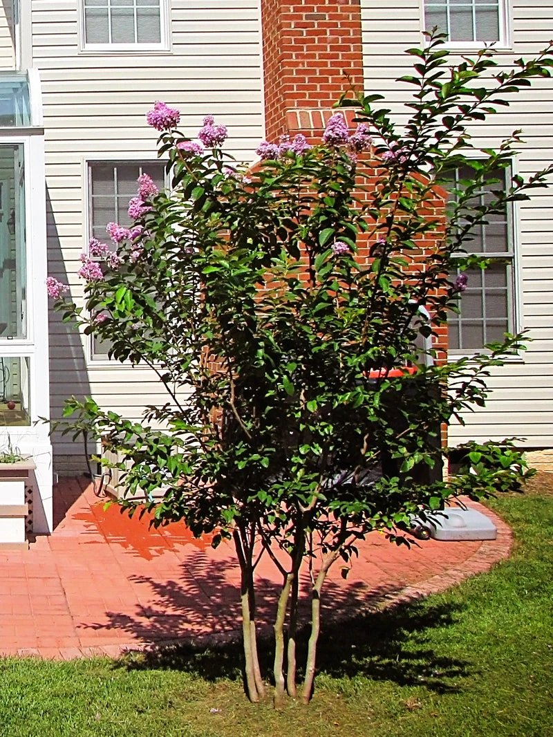 Plant Me Green Crape Myrtle - Muskogee