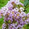 Plant Me Green Crape Myrtle - Muskogee