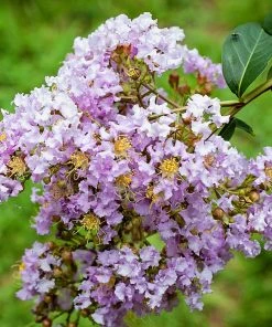 Plant Me Green Crape Myrtle - Muskogee