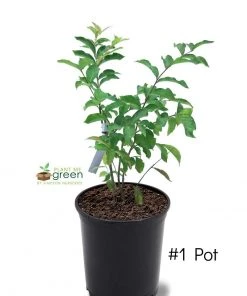 Plant Me Green Crape Myrtle - Muskogee