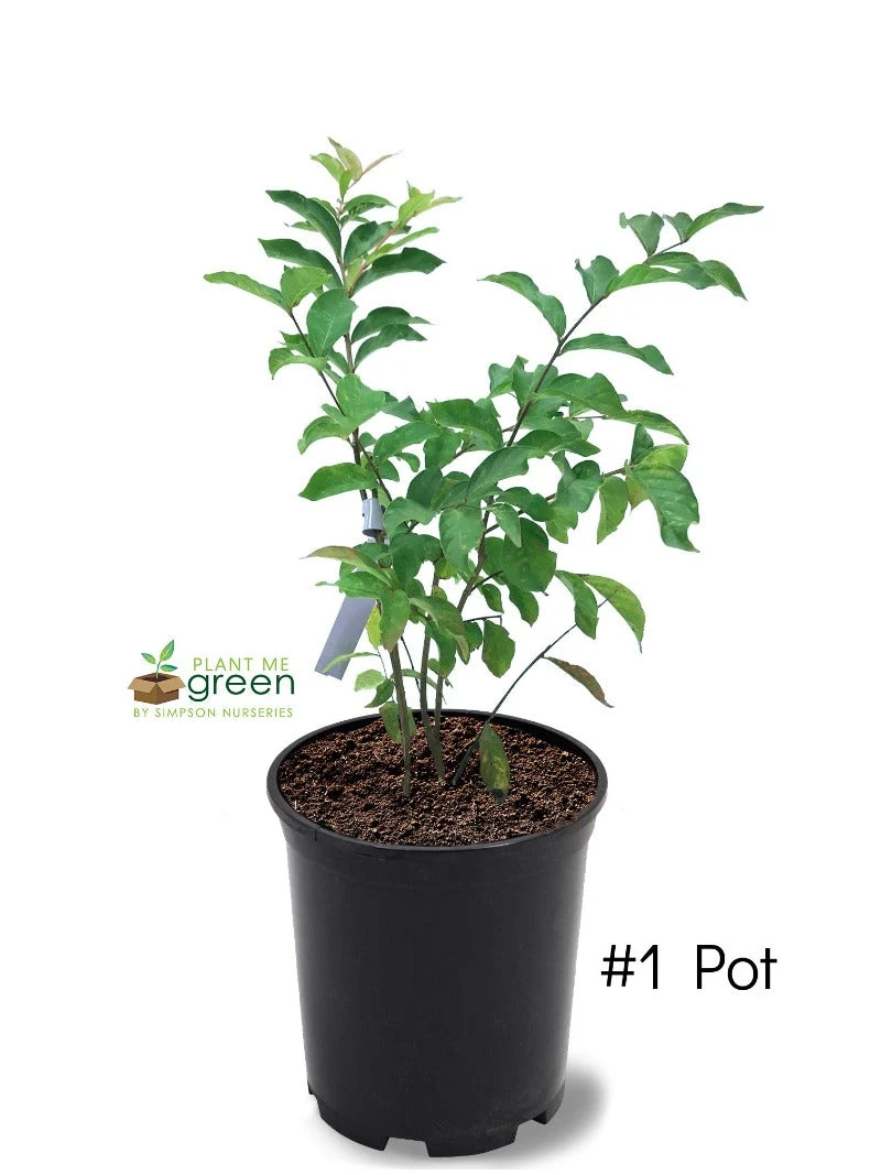 Plant Me Green Crape Myrtle - Muskogee