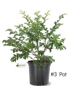 Plant Me Green Crape Myrtle - Muskogee