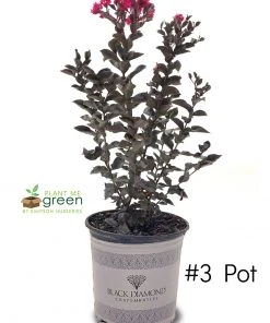 SN Crape Myrtle - Black Diamond Mystic Magenta FLOWERING COLLECTION