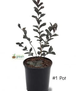 SN Crape Myrtle - Black Diamond Mystic Magenta FLOWERING COLLECTION