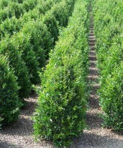 SN EVERGREEN COLLECTION Holly - Needlepoint