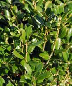 SN EVERGREEN COLLECTION Holly - Needlepoint