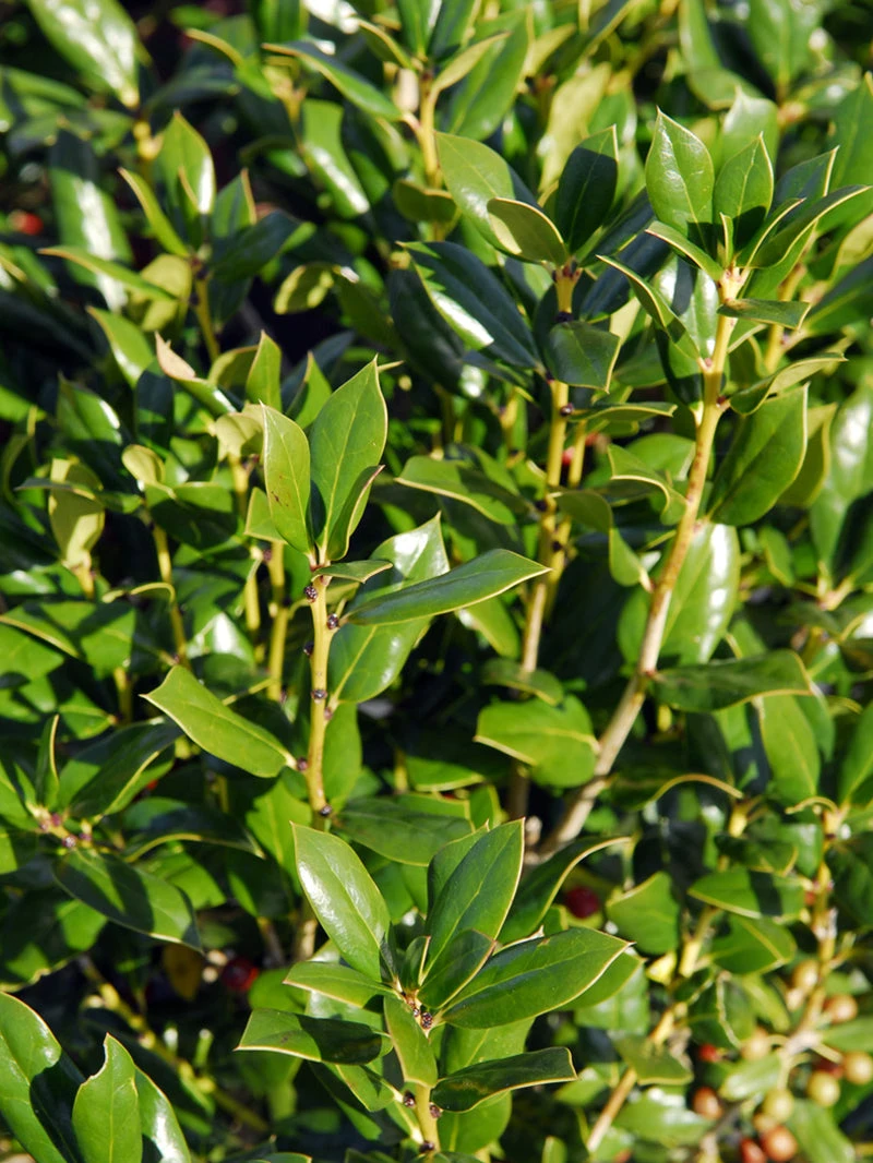 SN EVERGREEN COLLECTION Holly - Needlepoint