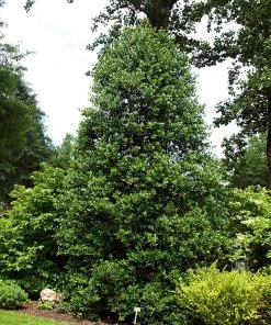 SN EVERGREEN COLLECTION Holly - Nellie R. Stevens