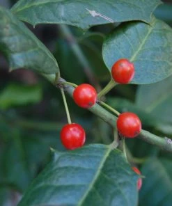 SN EVERGREEN COLLECTION Holly - Nellie R. Stevens