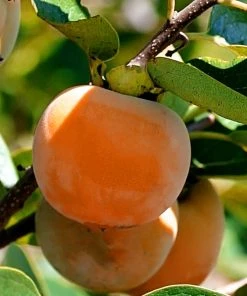 SN Persimmon Trees - Nikita's Gift (Astringent)