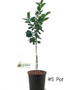 SN Persimmon Trees - Nikita's Gift (Astringent)