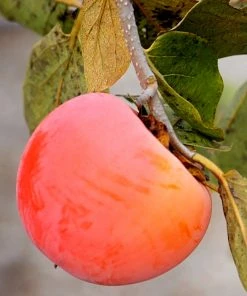 SN Persimmon Trees - Nikita's Gift (Astringent)