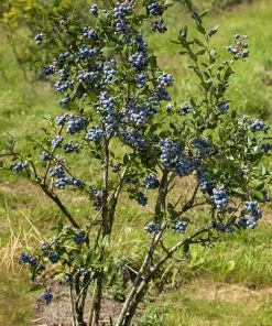 SN Blueberry - Brigitta (Northern Highbush)