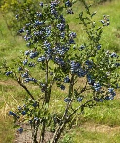 SN Blueberry - Chandler (Northern Highbush)