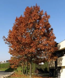 SN Oak - Northern Red SHADE COLLECTION