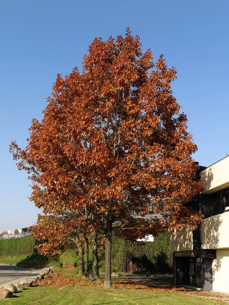 SN Oak - Northern Red SHADE COLLECTION