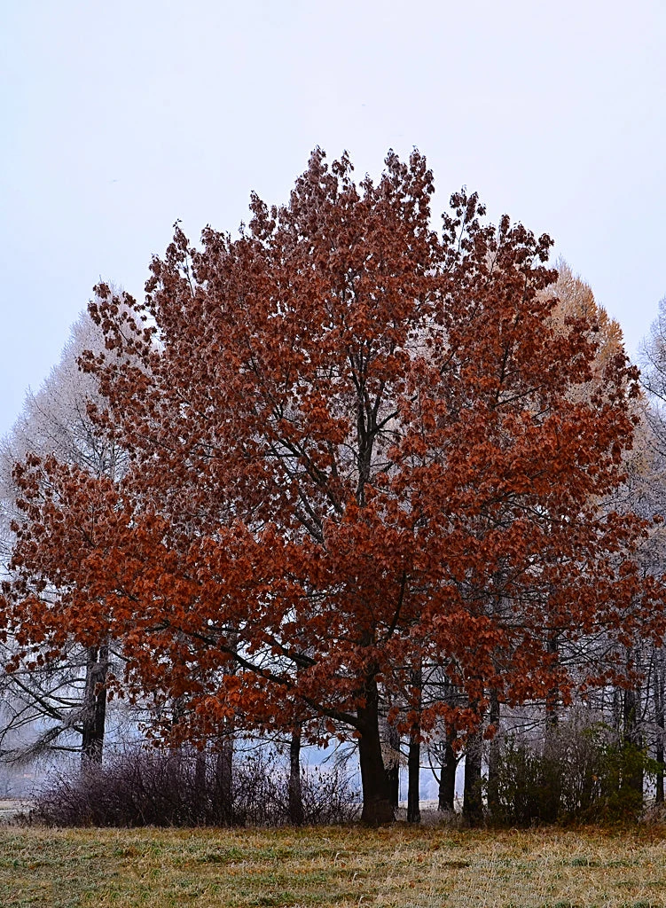 SN Oak - Northern Red SHADE COLLECTION