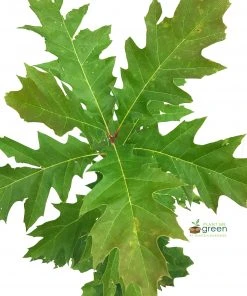 SN Oak - Northern Red SHADE COLLECTION