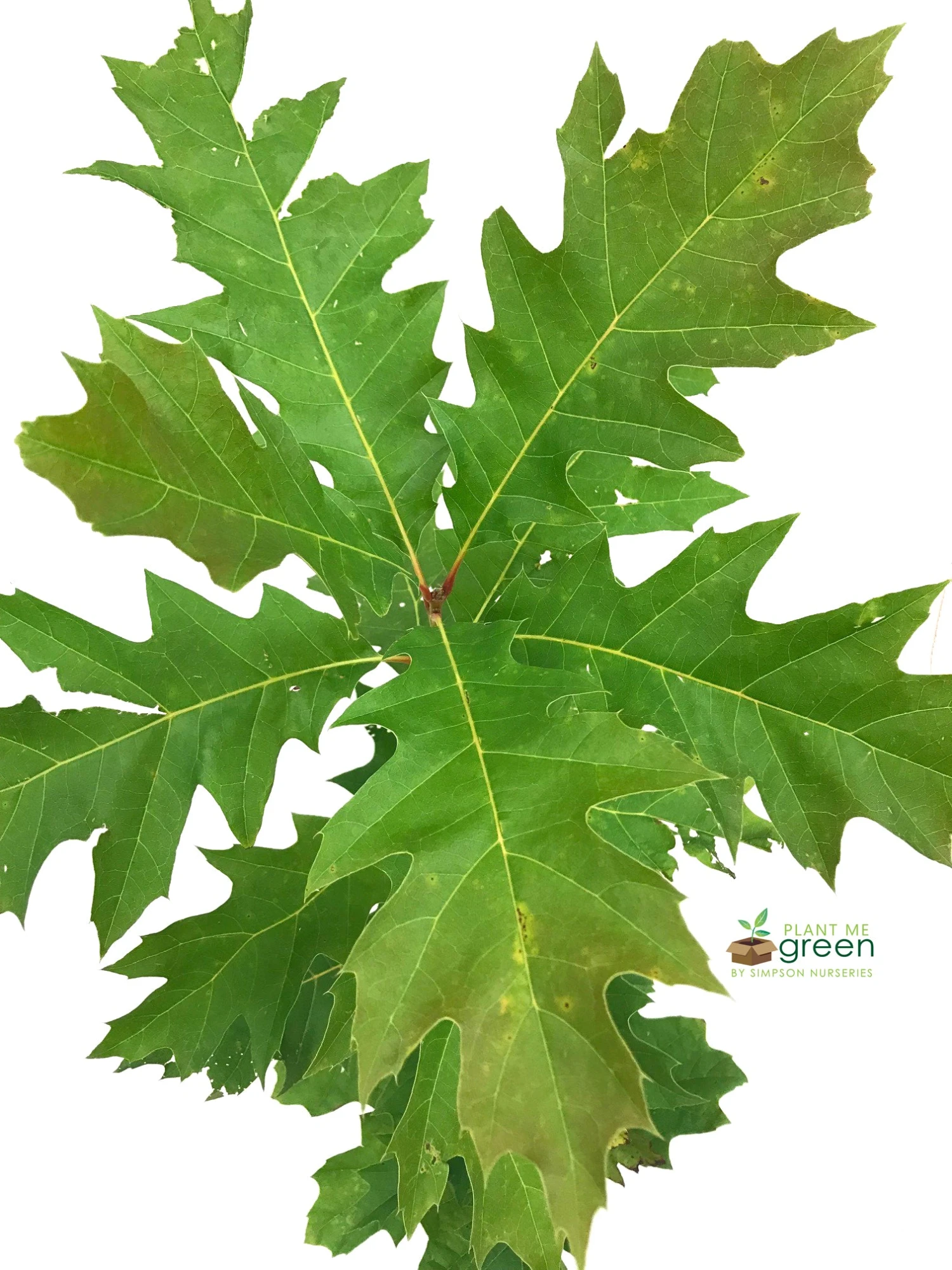 SN Oak - Northern Red SHADE COLLECTION