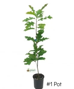 SN Oak - Northern Red SHADE COLLECTION