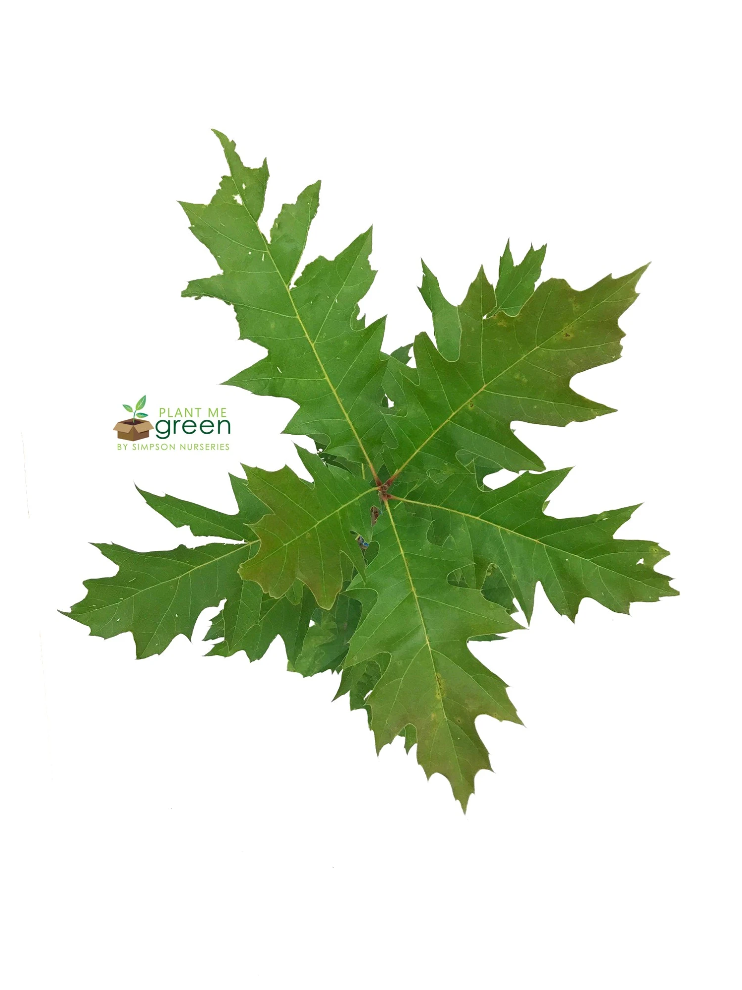 SN Oak - Northern Red SHADE COLLECTION