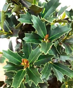 SN EVERGREEN COLLECTION Holly - Oak Leaf™