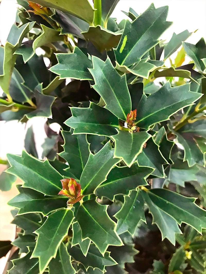 SN EVERGREEN COLLECTION Holly - Oak Leaf™