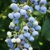 SN Blueberry - Ochlockonee (Rabbit Eye) Blueberries