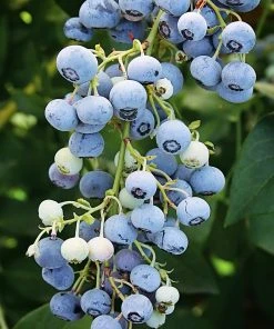 SN Blueberry - Ochlockonee (Rabbit Eye) Blueberries