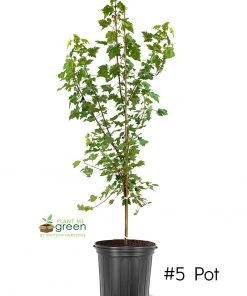 SN Maple - October Glory