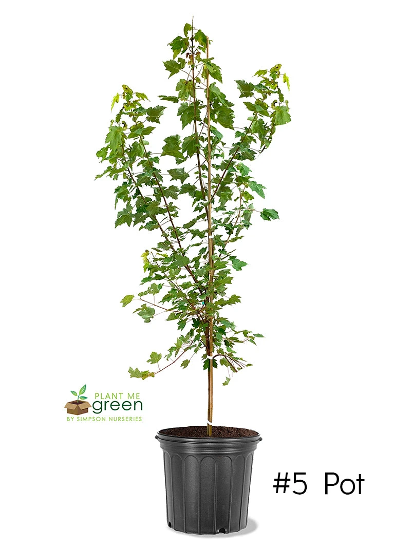 SN Maple - October Glory