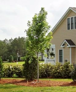 SN Maple - October Glory