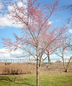 SN Cherry - Okame (Flowering) FLOWERING COLLECTION