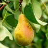 SN Pear Trees - Orient