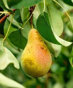 SN Pear Trees - Orient