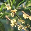SN Osmanthus Fragrans - Tea Olive FLOWERING COLLECTION