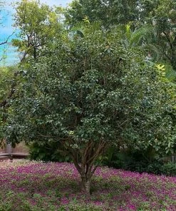 SN Osmanthus Fragrans - Tea Olive FLOWERING COLLECTION