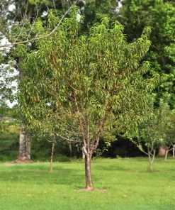 SN Peach Trees - Belle Of Georgia