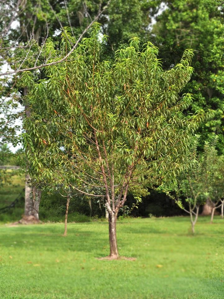 SN Peach Trees - Flordaglo