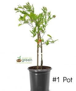 SN FRUIT COLLECTION Pomegranate Trees - Parfianka