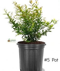 SN FRUIT COLLECTION Pomegranate Trees - Parfianka