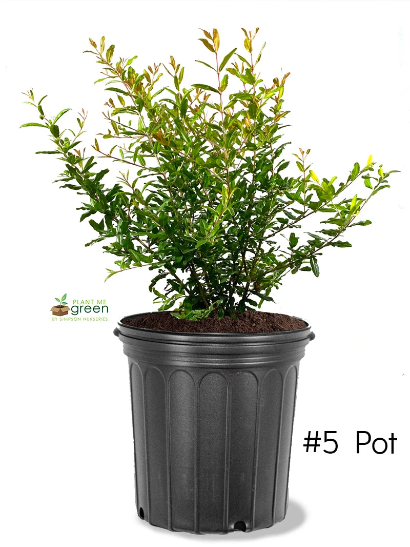 SN FRUIT COLLECTION Pomegranate Trees - Parfianka