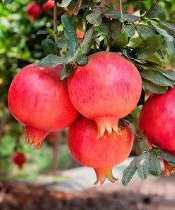 SN FRUIT COLLECTION Pomegranate Trees - Parfianka