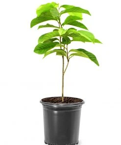 SN FRUIT COLLECTION Paw Paw Trees - Seedling