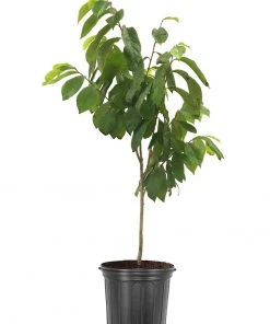 SN FRUIT COLLECTION Paw Paw Trees - Seedling