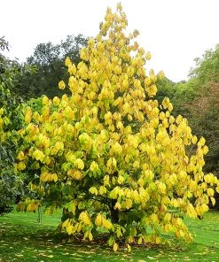 SN FRUIT COLLECTION Paw Paw Trees - Seedling