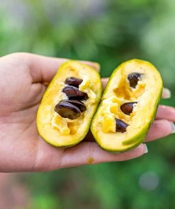 SN FRUIT COLLECTION Paw Paw Trees - Seedling