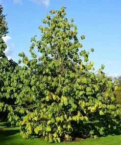 SN FRUIT COLLECTION Paw Paw Trees - Seedling